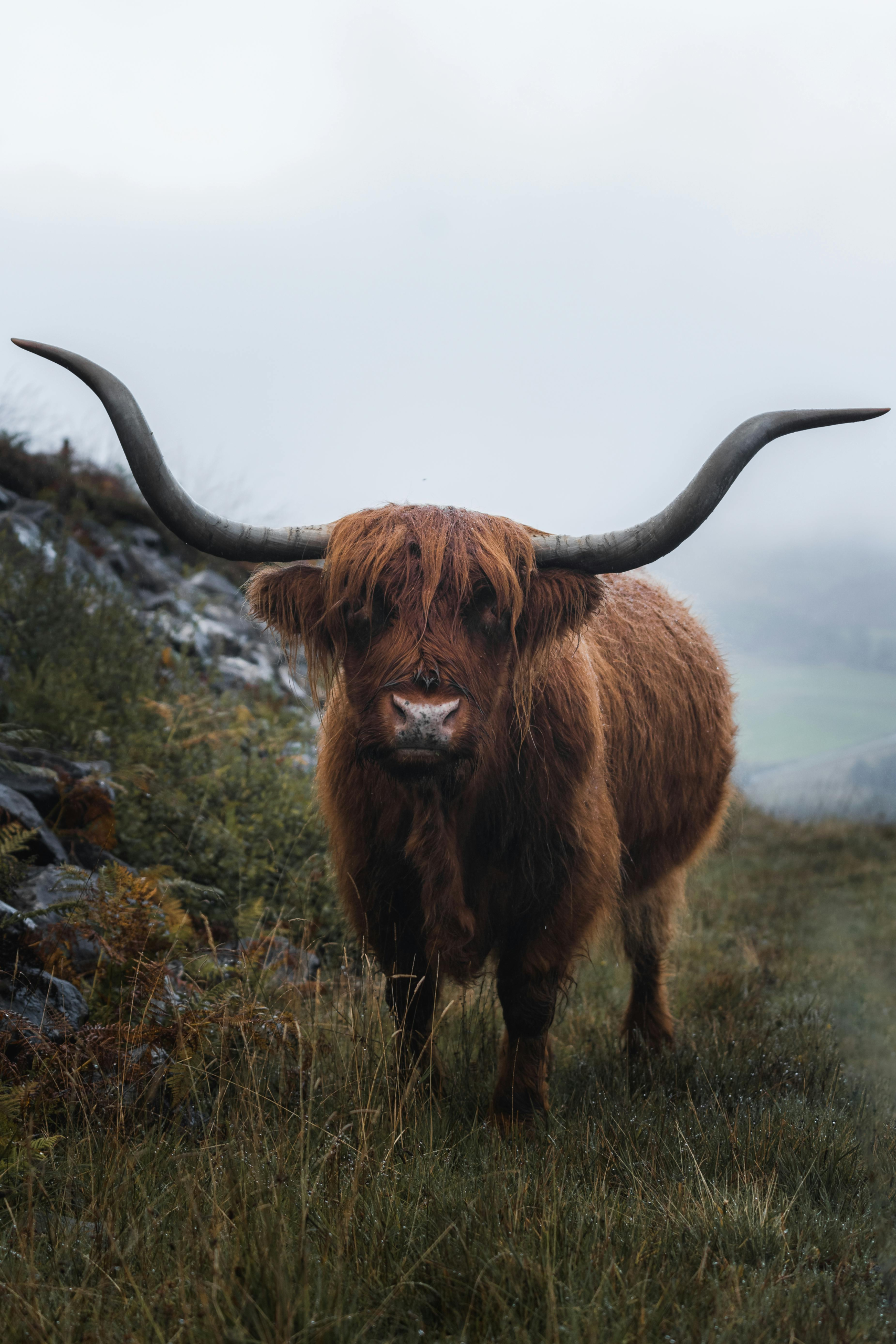 highland cow in field